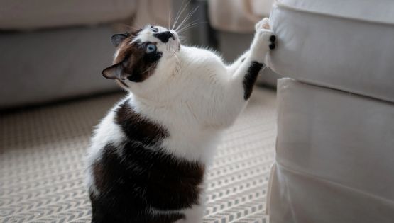 Cómo evitar que tu gato araña los muebles con un solo elemento 
