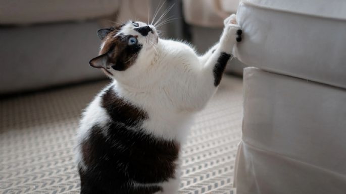 Cómo evitar que tu gato araña los muebles con un solo elemento 