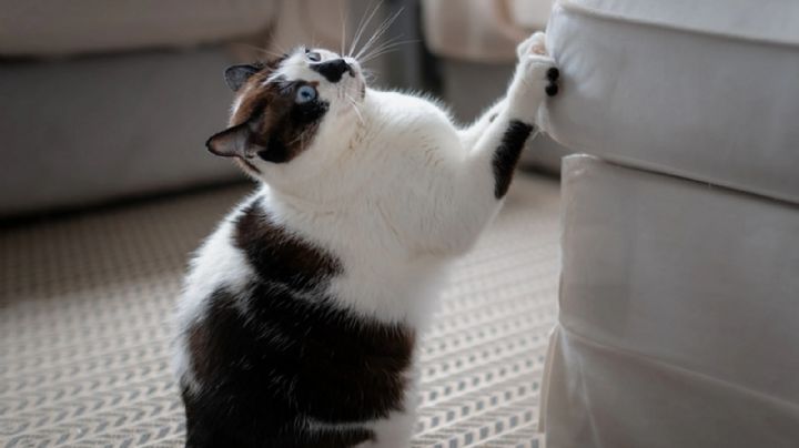 Cómo evitar que tu gato araña los muebles con un solo elemento 