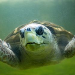 Terminó el seguimiento satelital al tortugo Jorge