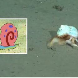 Tras el hallazgo de la “estrella culona”, el CONICET se encontró con “Gary”