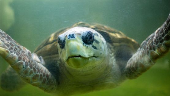 Terminó el seguimiento satelital al tortugo Jorge