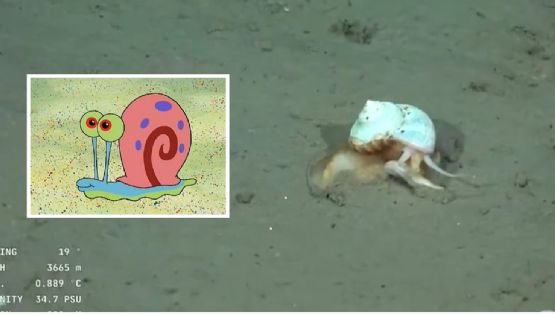 Tras el hallazgo de la “estrella culona”, el CONICET se encontró con “Gary”