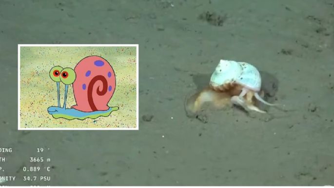 Tras el hallazgo de la “estrella culona”, el CONICET se encontró con “Gary”
