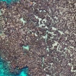 La Gran Barrera sufrió una muerte masiva de corales