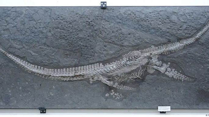 Un nuevo reptil marino con un cuello excepcionalmente largo emerge del Jurásico