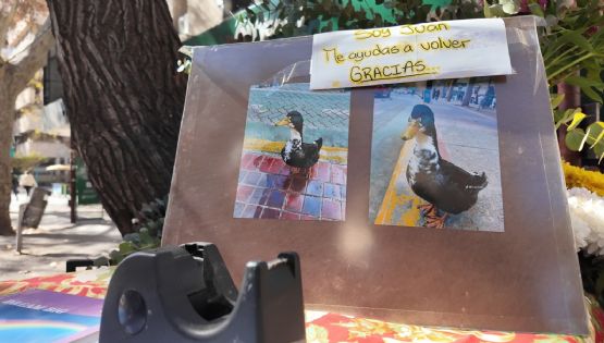 El debate animalista que inició el “desalojo” del pato Juan: “Se está analizando realizar una comisión”