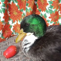 Pese al pedido de la gente, pato Juan no volverá al Centro