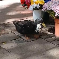 Pato Juan: presentaron un proyecto de resolución para que se convoque a una mesa de diálogo 