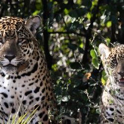 Histórico: nació el primer yaguareté silvestre en El Impenetrable