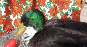 Pese al pedido de la gente, pato Juan no volverá al Centro