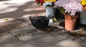 Pato Juan: presentaron un proyecto de resolución para que se convoque a una mesa de diálogo 