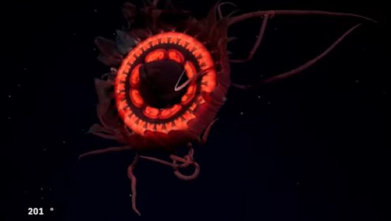 La deslumbrante medusa roja que no había sido registrada jamás