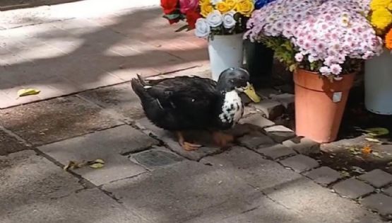 El pato Juan y la deuda moral que la Argentina sigue negando