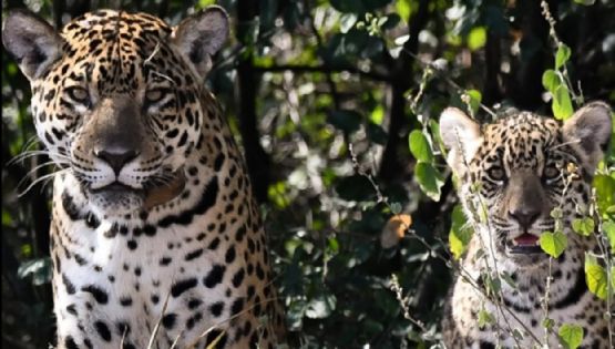 Histórico: nació el primer yaguareté silvestre en El Impenetrable