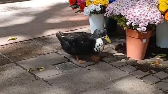Pato Juan: presentaron un proyecto de resolución para que se convoque a una mesa de diálogo 