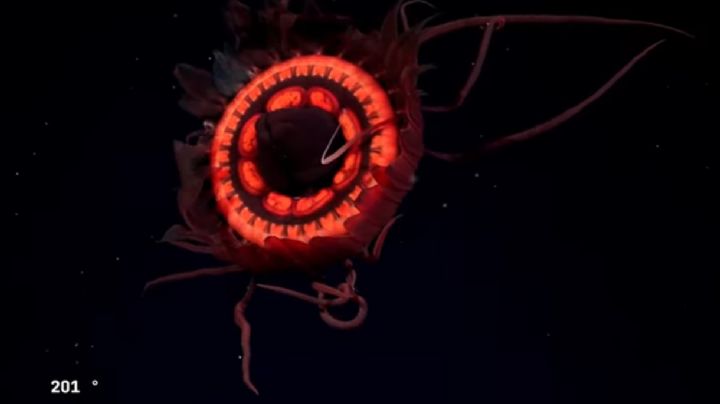 La deslumbrante medusa roja que no había sido registrada jamás