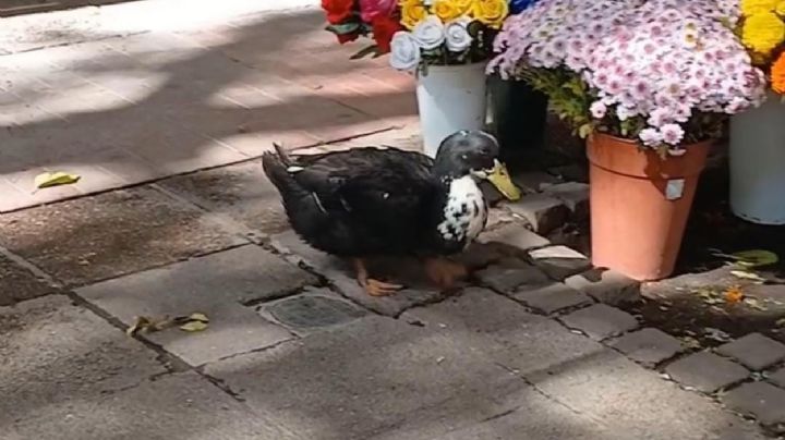 Pato Juan: presentaron un proyecto de resolución para que se convoque a una mesa de diálogo 