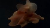 Foto ilustrativa de la nota titulada: El pulpo “Dumbo”: la nueva estrella del streaming del CONICET 