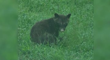 ¿Oso o mapache? el misterioso animal que ha desconcertado a los expertos 