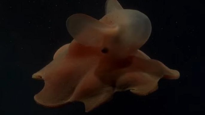 El pulpo “Dumbo”: la nueva estrella del streaming del CONICET 