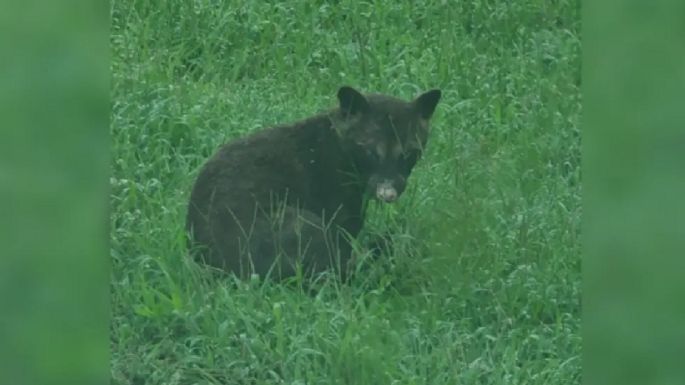 ¿Oso o mapache? el misterioso animal que ha desconcertado a los expertos 