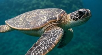 En Australia rastrean por satélite a tortugas marinas rehabilitadas