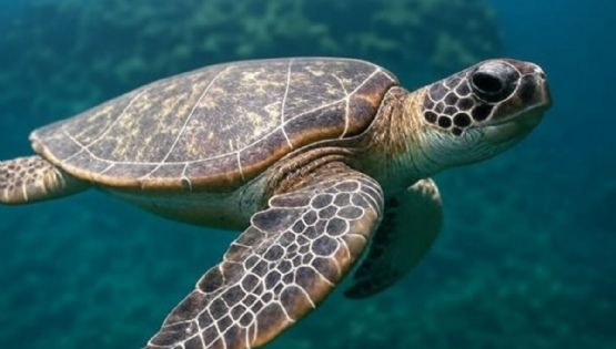 En Australia rastrean por satélite a tortugas marinas rehabilitadas
