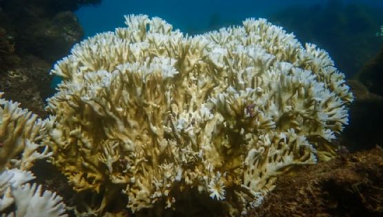 Un informe alerta que el cambio climático amenaza a los arrecifes de Brasil