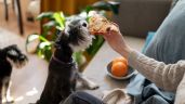 Foto ilustrativa de la nota titulada: La psicología explica la importancia de los vínculos con las mascotas