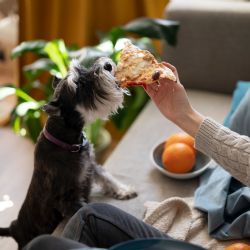 La psicología explica la importancia de los vínculos con las mascotas