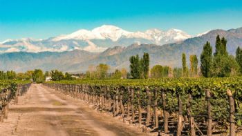 Hay que erradicar 70 mil hectáreas o faltan políticas para la vitivinicultura