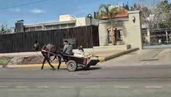 Guaymallén: llamado por la dignidad animal y la seguridad vial