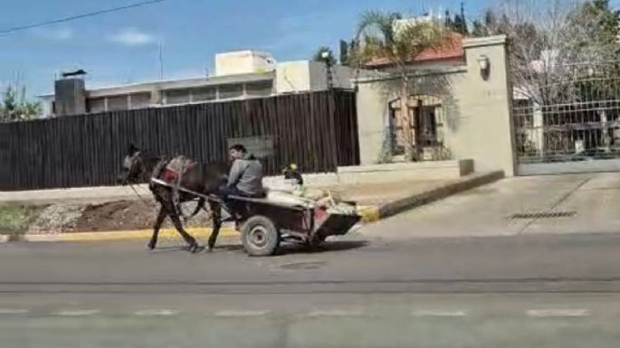 Guaymallén: llamado por la dignidad animal y la seguridad vial