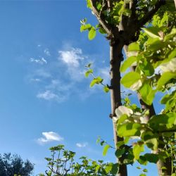 Así estará el tiempo en Mendoza este sábado