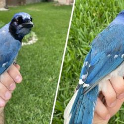 Descubrieron el primer caso de hibridación en un animal en la naturaleza