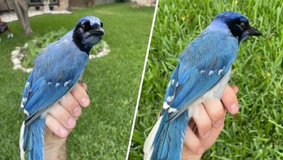 Descubrieron el primer caso de hibridación en un animal en la naturaleza