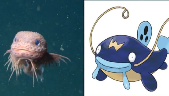 Descubren una nueva especie de pez y sorprende por su parecido a un Pokémon
