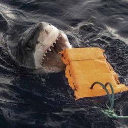 Diseñan trajes de neopreno que podrían salvar vidas ante ataques de tiburón