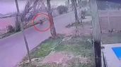 Foto ilustrativa de la nota titulada: Un árbol cayó sobre un delivery en Las Heras y otro sobre una niña en San Martín