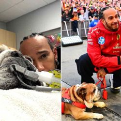 Qué le pasa al perro de Lewis Hamilton y por qué abandonó las pruebas TPC