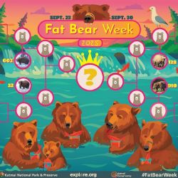 El curioso concurso donde se elige al oso más gordo del año