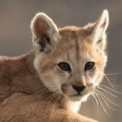 Un joven mató a un cachorro de puma en Córdoba 