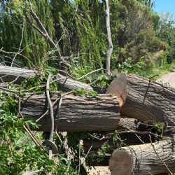 Hay unos 20.000 árboles muertos o secos en Mendoza