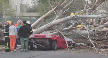 Una mujer murió aplastada por un árbol en Maipú 
