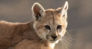 Un joven mató a un cachorro de puma en Córdoba 