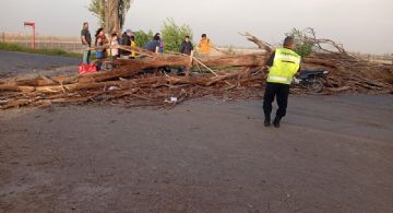 El viento “tiró” más de 300 árboles en Mendoza 