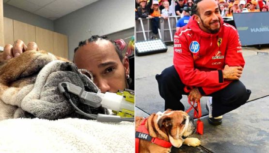 Qué le pasa al perro de Lewis Hamilton y por qué abandonó las pruebas TPC
