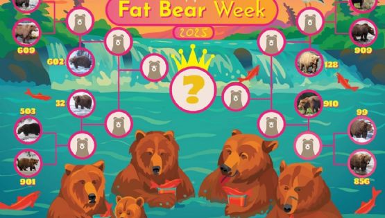 El curioso concurso donde se elige al oso más gordo del año