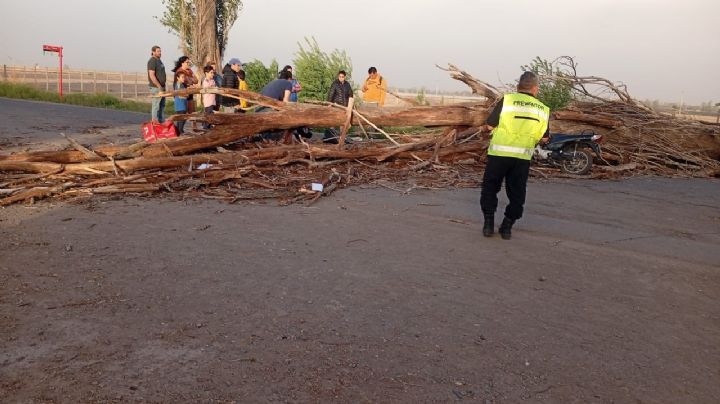 El viento “tiró” más de 300 árboles en Mendoza 